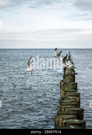 Viele Seevögel sitzen auf einer Reihe von Groynes, die den Blick auf das Meer führen. Drei Möwen (Chroicocephalus ridibundus) starten einfach ihren Flug, ruhig sogar Stockfoto