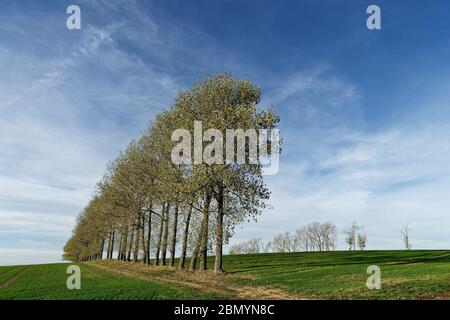 Eine markante Baumreihe in Herbstfarben führt über ein Feld mit geringer Vegetation, Spuren von Landmaschinen, Bäumen, die lange Schatten werfen, blauem Ski Stockfoto