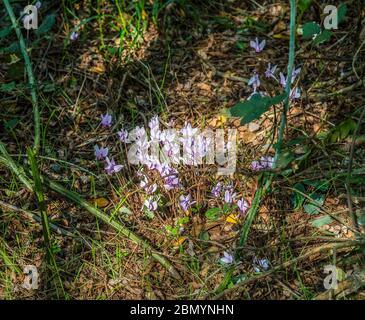 Die geschützten wilden rosa Cyclamen blüht unter den Bäumen im europäischen Wald. Stockfoto