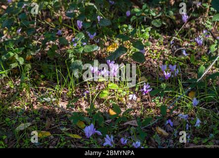 Die geschützten wilden rosa Cyclamen blüht unter den Bäumen im europäischen Wald. Stockfoto