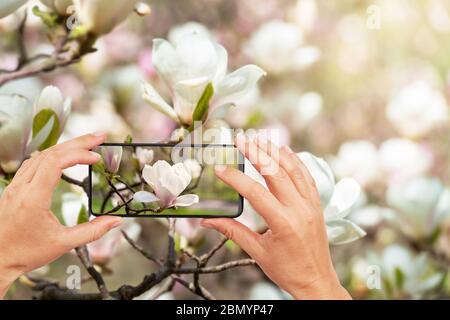 Frau Hände fotografieren Magnolienblumen in einem Garten mit dem Smartphone Stockfoto