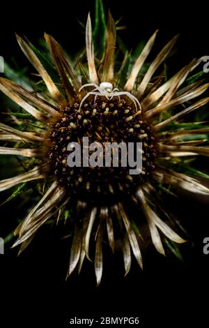 Weiße Spinne auf verwelkte Blume Stockfoto