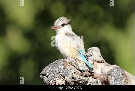 Bunte Vögel in Botswana Stockfoto