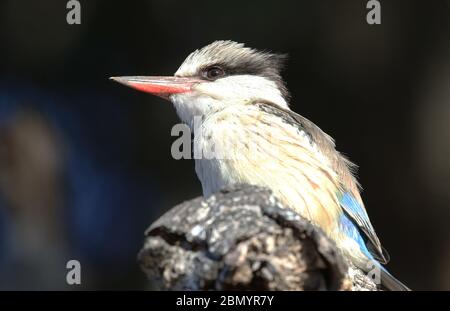 Bunte Vögel in Botswana Stockfoto