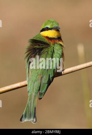 Bunte Vögel in Botswana Stockfoto