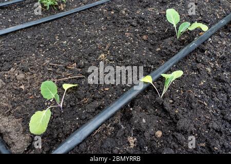 Issaquah, Washington, USA. Collard Greens beginnt in einem Frühlingsgarten. Stockfoto