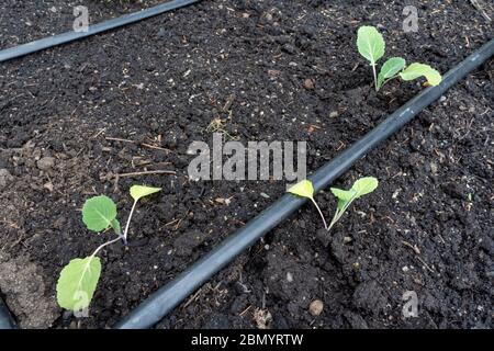 Issaquah, Washington, USA. Collard Greens beginnt in einem Frühlingsgarten. Stockfoto