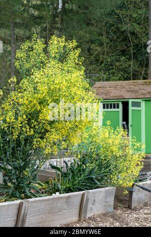 Issaquah, Washington, USA. Frühlingsschau von überwinterten Senfgrün in Blüte in einem Hochbeet Garten, mit einem grünen Schuppen im Hintergrund Stockfoto