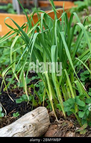 Issaquah, Washington, USA. Frühling Show von überwintertem Knoblauch umgeben von Erdbeerpflanzen. Stockfoto