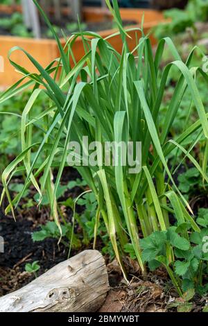Issaquah, Washington, USA. Frühling Show von überwintertem Knoblauch umgeben von Erdbeerpflanzen. Stockfoto