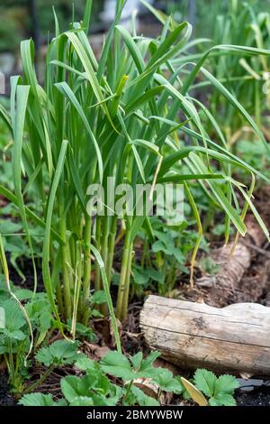 Issaquah, Washington, USA. Frühling Show von überwintertem Knoblauch umgeben von Erdbeerpflanzen. Stockfoto