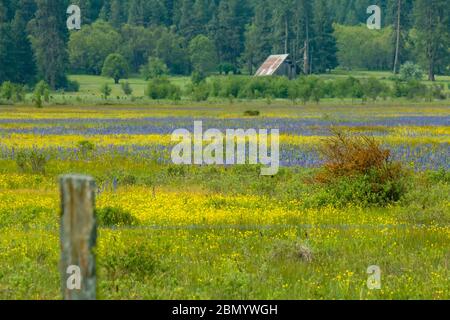 Wildflower (Lupine und wilder Senf) landschaftlich reizvoll im Conboy Lake National Wildlife Refuge in der Nähe von Glenwood, Washington, USA Stockfoto