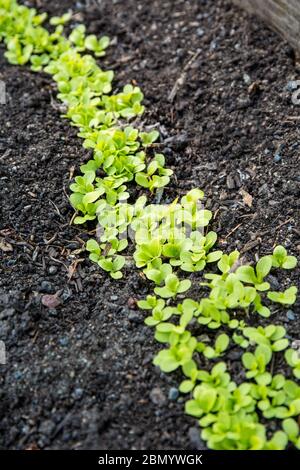 Issaquah, Washington, USA. Junge Tom Daumen Salatpflanzen wachsen aus Samen, die in einem Frühlingsgarten verdünnt werden müssen. Stockfoto