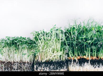 Wachsen Microgreens Sprossen auf weißem Hintergrund, Sortiment von Baby-Sprossen, Mockup für gesunde saubere Ernährung, Quelle von Antioxidantien, Vitamin, Ballaststoffe, Stockfoto