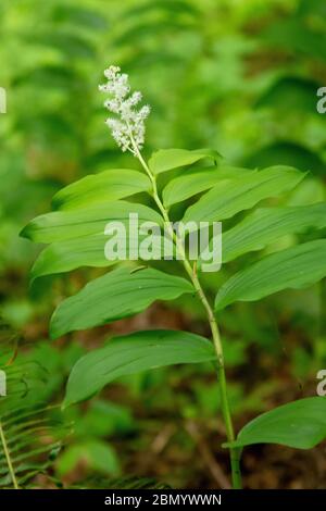 Falsche Soloman's Seal Wildblume. Gefunden auf Horsetail Falls Trail, der 2.75 Meilen östlich von Multnomah Falls in Oregon liegt Stockfoto