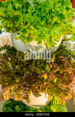 Puyallup, Washington, USA. Salatsorten, die in einem Hydroponics-Behälter angebaut werden. Hydrokultur ist eine Untergruppe der Hydrokultur. Stockfoto