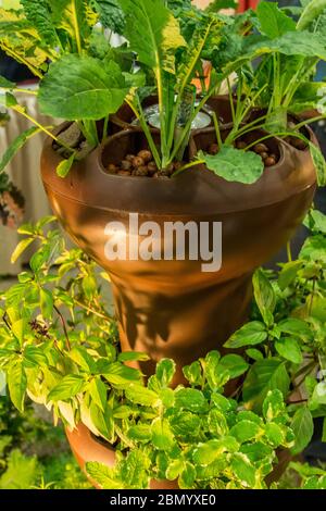 Puyallup, Washington, USA. Kale, Thai Basilikum und Golden Lemon Thymian wachsen in einem hydroponics Garten Turm. Stockfoto