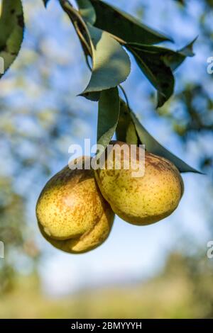 Bartlett Birnen wachsen in der Nähe von Hood River, Oregon, USA. Stockfoto