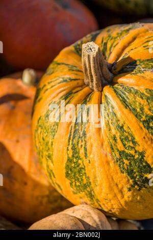 Musque de Provence Kürbis ist eine französische Erbstück-Käsesorte, auch bekannt als Fairytale. Es hat einen satten grünen Hintergrund und einen orangefarbenen Schein. Stockfoto