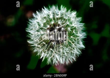 Ganzer Löwenzahn-Kopf (Taraxacum Officinale) mit schillernden Obertönen auf einem dunklen, unscharfen Hintergrund Stockfoto