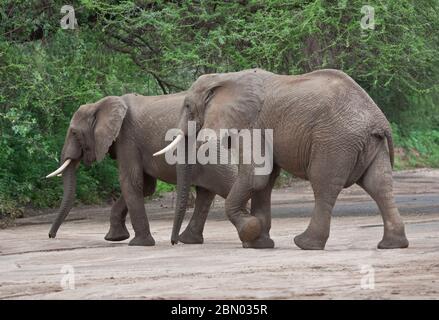 Ein paar afrikanische Elefanten überqueren trockene Flussbett im Nationalpark grüne afrikanische Landschaft Stockfoto