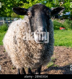 Nahaufnahme von Gotland-Schaf, das in Stanley Pontlarge, Cotswolds, die Kamera im Feld anschaut. Stockfoto