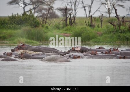 Nilpferd im Flusspferd Serengeti Grasland Tansania Gruppe von Flusspferden im Wasser schlafen Stockfoto