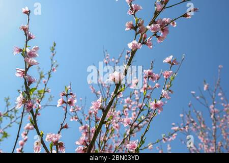 Frühling Rosa Blumen blühende Pfirsich Baum auf hellen blauen Himmel Hintergrund.Natur Tapete Stockfoto