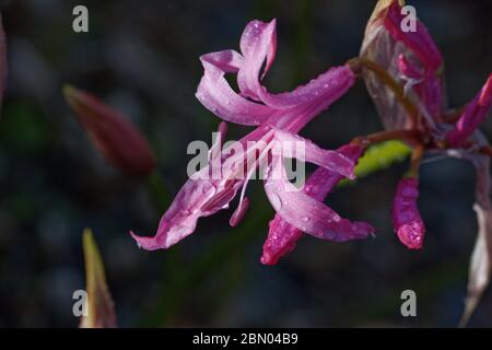 Nerine undulata syn. N. crispa ist eine Art blühender Pflanze in der Unterfamilie Amaryllidoideae der Familie Amaryllidaceae. Stockfoto