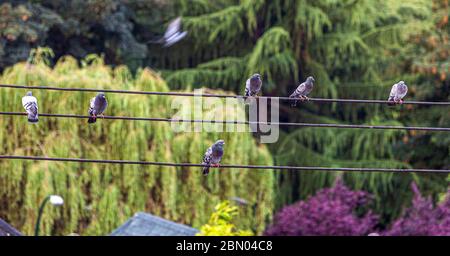 Tauben sitzen auf einer Stromleitung in Vancouver, Kanada Stockfoto