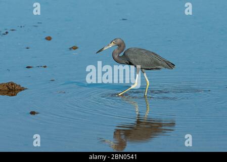 Kleiner Blaureiher (Egretta caerulea), der ein Gezeitenbecken in Ilhabela, im Südosten Brasiliens, erkundet Stockfoto