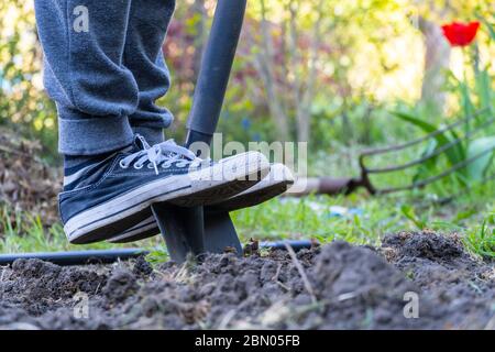 Sonniger Tag im Garten und eine Person nähert sich, ein Loch ohne Erfolg zu graben, Spaß im Garten Konzept Stockfoto