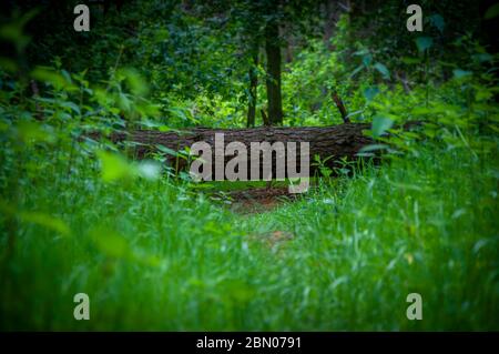 Ein gefallener Baum in einem üppigen grünen Wald blockiert den Weg. Der Weg vor uns ist begrenzt. Konzept. Stockfoto
