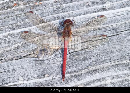 Ein herbstlicher Wiesenfalke, Sympetrum vicinum, früher der gelbbeinige Wiesenfalke genannt. Gefunden auf einem Holzbrett im Osten von Ontario, Kanada. Stockfoto