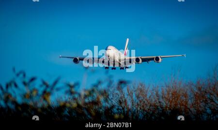 Ein Emirates Airbus A380 auf dem endgültigen Anflug auf die Start- und Landebahn heathrow 27R mit Bäumen im Vordergrund. Stockfoto