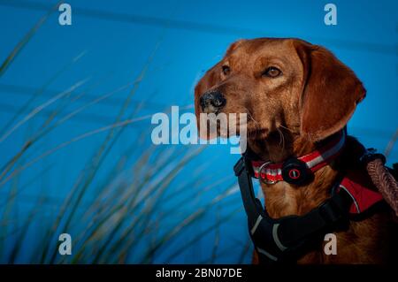 Ein Floppohriger rot gefärbter serbischer Hund mit Harness, Halsband, Blei und sandiger Nase blickt in die Ferne auf einem Strand gegen einen blauen Himmel. Stockfoto