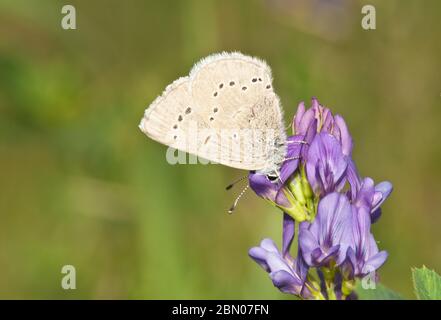 Ein silberblauer Schmetterling, Glaucopsyche lygdamus, thront auf einer Luzerne Blume in einem Feld in Zentral-Alberta, Kanada Stockfoto