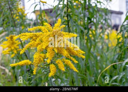 Gelb Kanadische Goldrute oder lat. Canadensis aus Solidago. Stockfoto