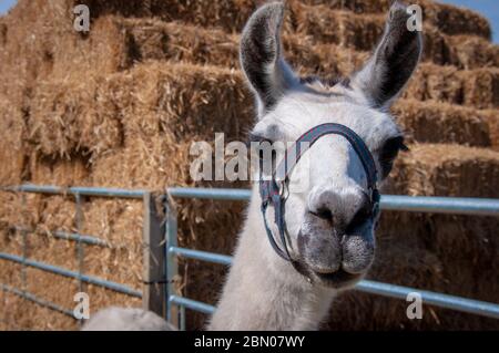 Ein kurioses Lama mit einem Geschirr, das direkt auf die Kamera schaut Neben einem Farmtor mit großen Strohhalmen im Hintergrund Stockfoto