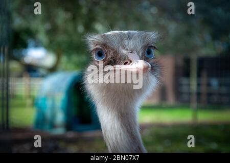 Nahaufnahme Porträt des Kopfes eines großen blauäugigen Rhea flugunfreien Vogels, ähnlich wie Strauß und Emu, im Tattershall Farm Park in Lincolnshire UK Stockfoto