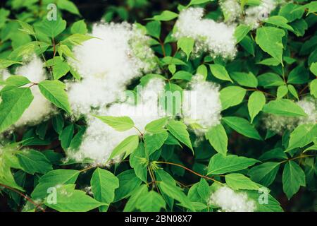 Weiße Flusen liegt am Straßenrand auf dem grünen Gras. Konzept Pappel Allergie. Stockfoto
