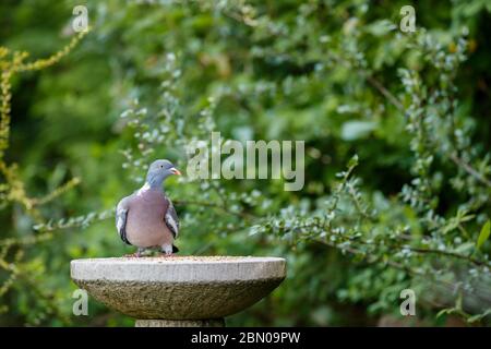 Eine gewöhnliche Holztaube, Columba palumbus, die auf einem Steinvogeltisch steht und sich ernährt, im Frühling in einem Garten in Surrey, Südostengland, Großbritannien Stockfoto