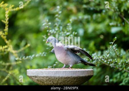 Eine gewöhnliche Holztaube, Columba palumbus, steht mit ausgestreckten Flügeln auf einem steinernen Vogeltisch, der sich ernährt, in einem Garten im Frühling in Surrey, SE England Stockfoto