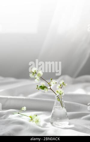 Weiße Natur wilde Blume im Glas Wissenschaft Flasche für organische kosmetische Forschung Konzept mit weichem weißen Stoff Fenster Sonne Licht Hintergrund Stockfoto