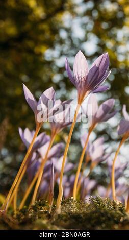 Сlose up von Colchicum autumnale/ Crocus - Herbstblume auf dem Feld, Baum auf verschwommenem Hintergrund, Ansicht von unten Stockfoto