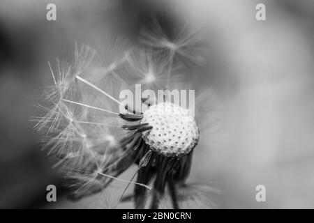 Nahaufnahme des Samenkopfes des Löwenzahns (Taraxacum officinale) mit teilweise verstreuten Samen, in einem Garten ist Surrey, Südostengland Stockfoto