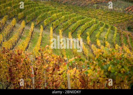 Bunte Herbstlandschaft in Weingärten in Piemont, Italien Stockfoto