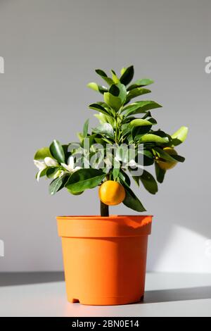 Zimmerpflanze Citrus calamondin beleuchtet durch Sonnenlicht auf grauem Hintergrund, vertikal. Gartenarbeit. Unprätentiöse blühende und fruchtige Pflanze das ganze Jahr über Stockfoto