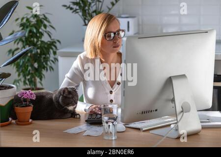 Frau mit Rechner, um die Rechnung zu berechnen, Planung Ausgaben während der Arbeit auf dem Desktop von zu Hause aus Büro während der Quarantäne aufgrund von Coronavirus, Katze Stockfoto