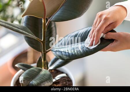 Gärtnerinnen Hände wischen den Staub von Zimmerpflanzen Blätter, Pflege der Pflanze Ficus Elastic Robusta mit einem Wattepad, Nahaufnahme. Gartenarbeit. Stockfoto